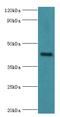 Gap Junction Protein Gamma 1 antibody, MBS1497195, MyBioSource, Western Blot image 