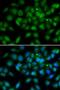 Late Cornified Envelope Like Proline Rich 1 antibody, LS-C346389, Lifespan Biosciences, Immunofluorescence image 
