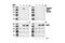 Mitogen-activated protein kinase kinase kinase 5 antibody, 3761S, Cell Signaling Technology, Western Blot image 