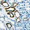 Gastrin antibody, LS-C352219, Lifespan Biosciences, Immunohistochemistry frozen image 