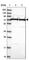 Putative endoplasmin-like protein antibody, HPA044227, Atlas Antibodies, Western Blot image 