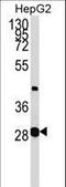 Glycerate Kinase antibody, LS-C166529, Lifespan Biosciences, Western Blot image 