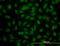 YY1 Transcription Factor antibody, orb94779, Biorbyt, Immunofluorescence image 