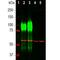 Lysosomal Associated Membrane Protein 1 antibody, NBP2-25154, Novus Biologicals, Western Blot image 