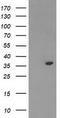 Quinone oxidoreductase PIG3 antibody, TA503656S, Origene, Western Blot image 