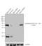Cytochrome P450 Family 3 Subfamily A Member 5 antibody, MA3-033, Invitrogen Antibodies, Western Blot image 