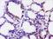 Cell Wall Biogenesis 43 C-Terminal Homolog antibody, orb1974, Biorbyt, Immunohistochemistry paraffin image 