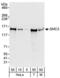 Structural Maintenance Of Chromosomes 3 antibody, NBP1-19109, Novus Biologicals, Western Blot image 