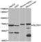 Sodium/glucose cotransporter 1 antibody, abx002247, Abbexa, Western Blot image 