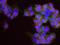 Structural maintenance of chromosomes protein 2 antibody, NB100-373, Novus Biologicals, Proximity Ligation Assay image 