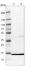 Small nuclear ribonucleoprotein Sm D1 antibody, NBP2-36427, Novus Biologicals, Western Blot image 