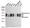 TNF Receptor Superfamily Member 10b antibody, TA346933, Origene, Western Blot image 