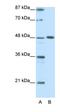 Zinc finger protein ZPR1 antibody, orb329983, Biorbyt, Western Blot image 