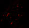 Prostaglandin D2 receptor-like antibody, 7191, ProSci Inc, Immunofluorescence image 