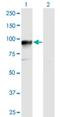 Protein Hook homolog 3 antibody, H00084376-B01P, Novus Biologicals, Western Blot image 
