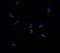 ATP Binding Cassette Subfamily G Member 8 antibody, A01482-1, Boster Biological Technology, Immunofluorescence image 