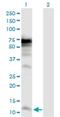 RNA Polymerase III Subunit K antibody, H00051728-D01P, Novus Biologicals, Western Blot image 