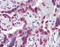 HDJ1 antibody, ADI-SPA-400-D, Enzo Life Sciences, Immunohistochemistry paraffin image 