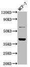 Lysosomal Protein Transmembrane 4 Beta antibody, CSB-PA774814LA01HU, Cusabio, Western Blot image 