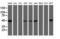 Mitochondrial Ribosomal Protein S27 antibody, LS-C175179, Lifespan Biosciences, Western Blot image 