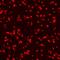 Glycoprotein V Platelet antibody, PA5-47889, Invitrogen Antibodies, Immunocytochemistry image 