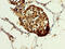 Heat Shock Protein Family A (Hsp70) Member 1A antibody, CSB-PA10899A0Rb, Cusabio, Immunohistochemistry frozen image 