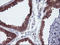 Ubiquitin C-Terminal Hydrolase L1 antibody, LS-C337632, Lifespan Biosciences, Immunohistochemistry frozen image 