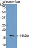 Growth Differentiation Factor 5 antibody, LS-C298134, Lifespan Biosciences, Western Blot image 
