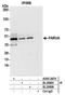 Parvin Alpha antibody, A305-267A, Bethyl Labs, Immunoprecipitation image 