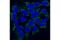 Stomatin Like 2 antibody, 73956S, Cell Signaling Technology, Immunofluorescence image 