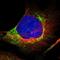 Fission, Mitochondrial 1 antibody, NBP1-85664, Novus Biologicals, Immunofluorescence image 