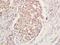Protein artemis antibody, orb156550, Biorbyt, Immunohistochemistry paraffin image 