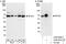 Splicing Factor 3a Subunit 3 antibody, A302-506A, Bethyl Labs, Immunoprecipitation image 