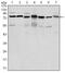 PC4 And SFRS1 Interacting Protein 1 antibody, MA5-15795, Invitrogen Antibodies, Western Blot image 