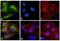 Mouse IgG1 antibody, RMG101, Invitrogen Antibodies, Immunofluorescence image 