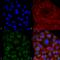 Protein disulfide-isomerase A3 antibody, SMC-266D-APC, StressMarq, Immunocytochemistry image 