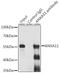 CAP-50 antibody, 22-926, ProSci, Immunoprecipitation image 