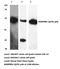 Basigen antibody, AP20522PU-N, Origene, Western Blot image 