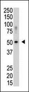Programmed cell death protein 5 antibody, orb247881, Biorbyt, Western Blot image 