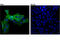 CD13 antibody, 32720S, Cell Signaling Technology, Immunocytochemistry image 