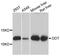 D-Dopachrome Tautomerase antibody, PA5-76505, Invitrogen Antibodies, Western Blot image 