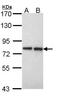 Exostosin Glycosyltransferase 2 antibody, PA5-27574, Invitrogen Antibodies, Western Blot image 