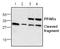 Peroxisome Proliferator Activated Receptor Alpha antibody, AP00256PU-N, Origene, Western Blot image 