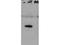 HAUS augmin-like complex subunit 8 antibody, TA319224, Origene, Western Blot image 