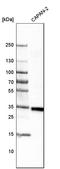 V-Set Immunoregulatory Receptor antibody, AMAb91252, Atlas Antibodies, Western Blot image 