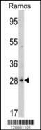 6-Phosphogluconolactonase antibody, MBS9205560, MyBioSource, Western Blot image 
