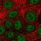 Neurobeachin Like 1 antibody, HPA049189, Atlas Antibodies, Immunocytochemistry image 