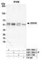 Cell Division Cycle 20 antibody, A301-180A, Bethyl Labs, Immunoprecipitation image 