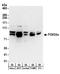 FOXO3A antibody, A300-454A, Bethyl Labs, Western Blot image 