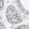 Single-Pass Membrane Protein With Coiled-Coil Domains 2 antibody, HPA014366, Atlas Antibodies, Immunohistochemistry frozen image 